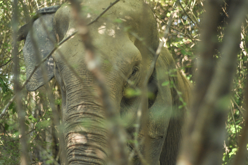 Picture of elephant