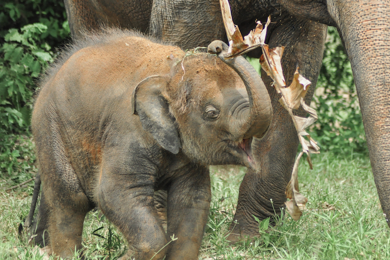 Picture of elephant