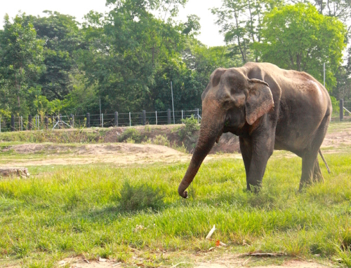 Boon Chuey retires from tourism