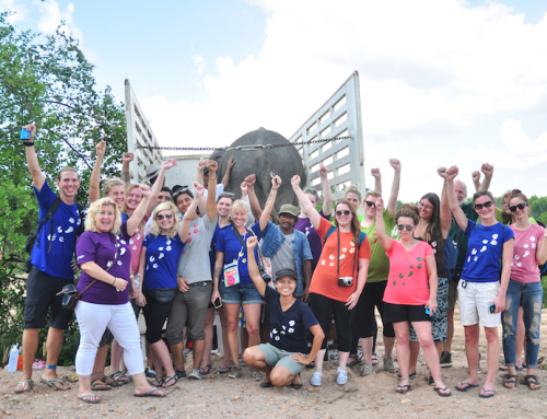 Choke Dee arrives at the WFFT Elephant Refuge