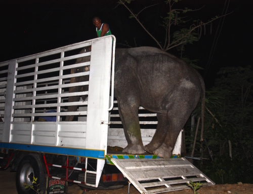 Kaew Petch, new member of Thai Elephant Refuge