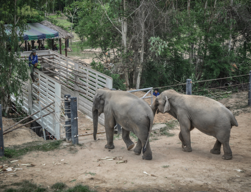 Khan Kluey and Somboon move!