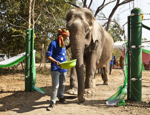 Opening Ceremony WFFT Elephant Wild Enclosure