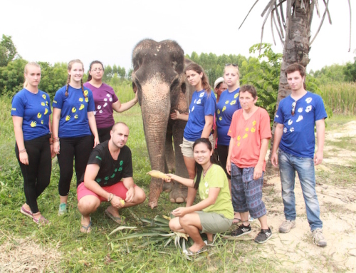 Rescue of Rung Thip the elephant!