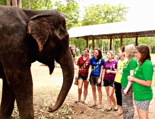 Elephant rescue: Welcome to Dao Rueng! When the paths of two individuals of two different species cross….