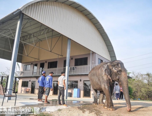 She is here!!! Nam Fon Returns to WFFT