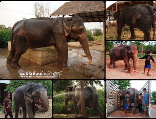 Today Marks 5 Years Since See Puak’s Rescue!!!