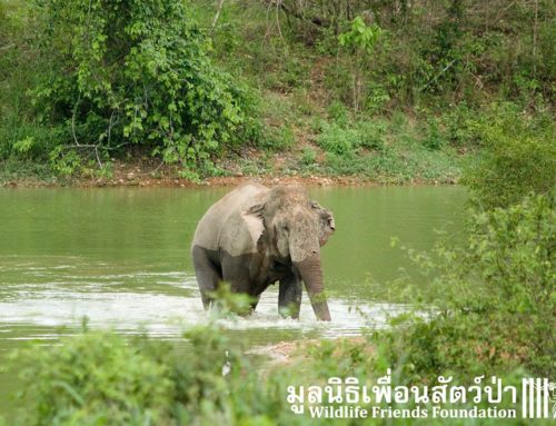 Kui Buri National Park Volunteer Trip