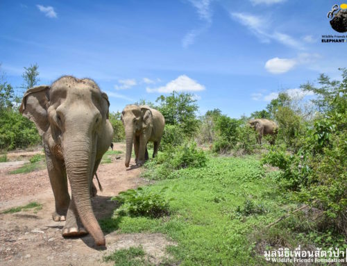 WFFT Elephants Wild Enclosure – Nam Phon, See Puak and Duen Phen