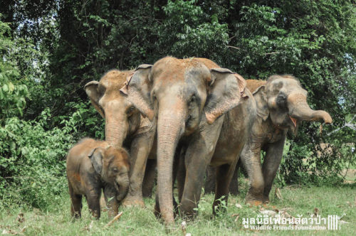 Elephant-Herd-Update-03