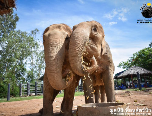 Old Beauties Nam Phon and Jele are the Best of Friends