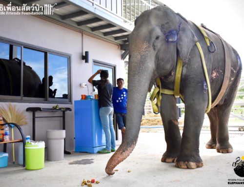 Elephant Nam Phon Update