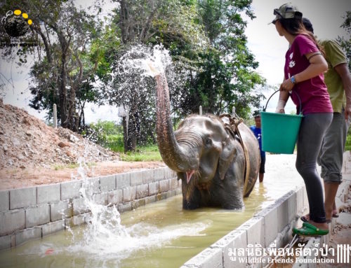 Nam Phon goes for a Swim!!!