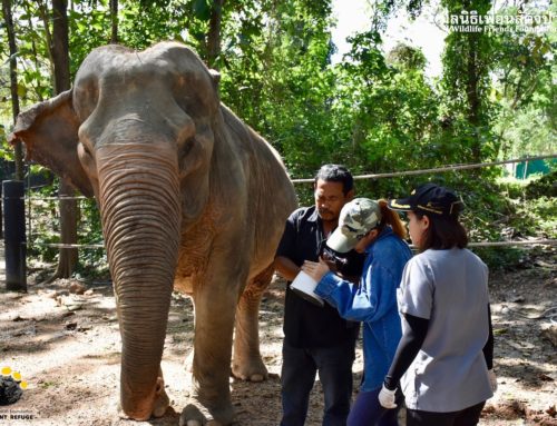 WFFT Elephant Herd DNA Analysis