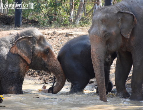 A Helping Hand (Trunk) for little Pin