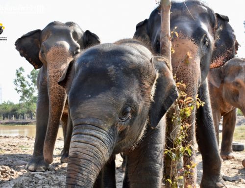 WFFT’s Newest Elephant Enclosure