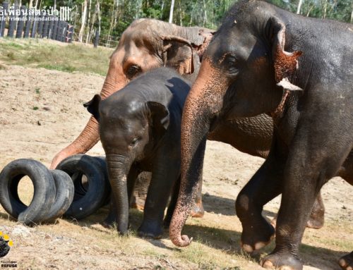 Enrichment time for the ele’s