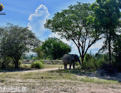 Chubby Chok Dee WFFT’s newest elephant enclosure