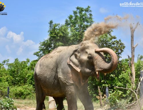 Elephant Alicia — Dust bathing Time