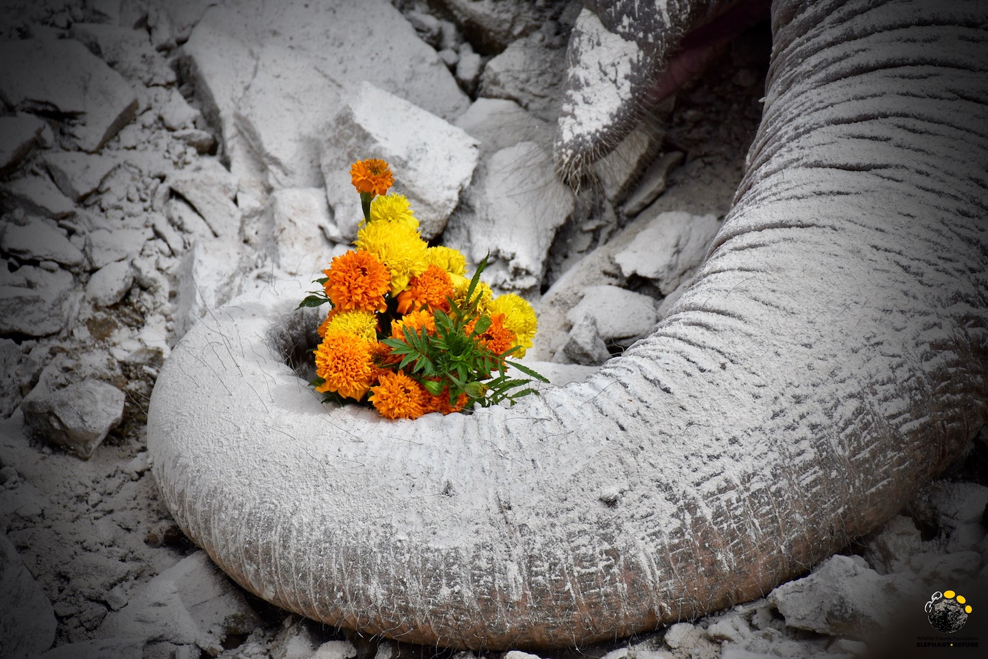 Rest in Peace Rung Thip - Thai Elephant Refuge