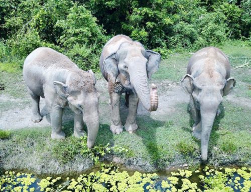 A big Happy Hello from 3 of our Ele Residents