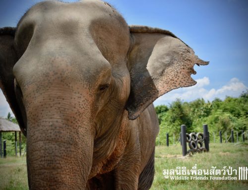 Some Exciting Enrichments for the WFFT Elephants!!