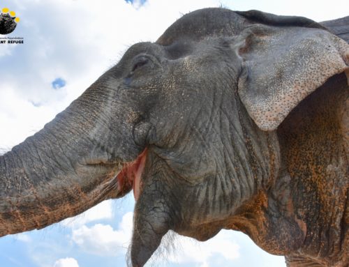 Thong Ma Day 1 at the WFFT Elephant Refuge