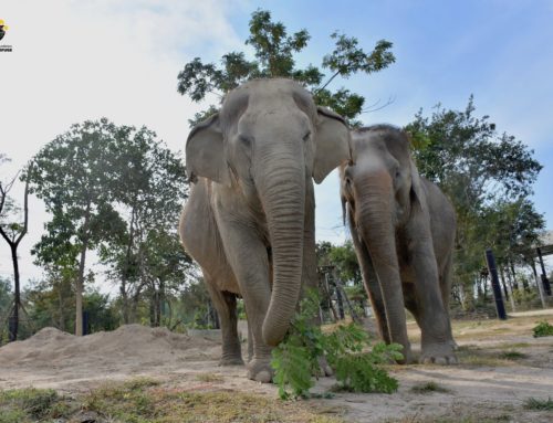 Poom Puang and Thong Ma – Happily Back Together at Christmas.