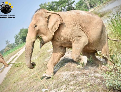 Poom Puang will stop at nothing to have a Good Snack