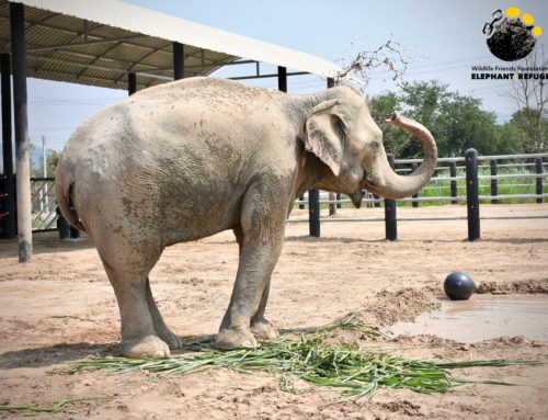 Thong Phoon has a Mud bath!!!