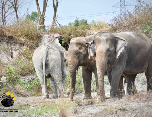 Happy National Elephant Day /// Chang Thai Day (วันช้างไทย)