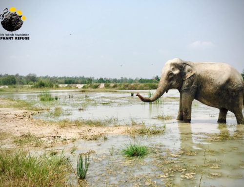 Check out Chok Dee taking a refreshing dip on this hot day.