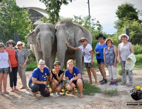 Joan and Co. from Australia spoiling the WFFT Herd!!!