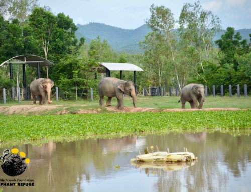 Set off over the Seas! The Elephant Raft