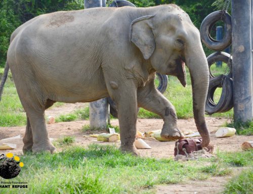 Jele – Enrichment Time