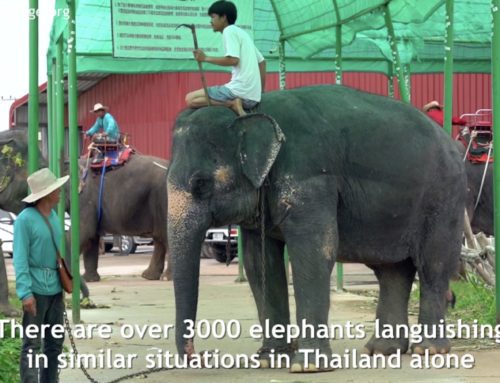 BREAKING NEWS: Elephant Boon Dee Regains Her Freedom (VIDEO)