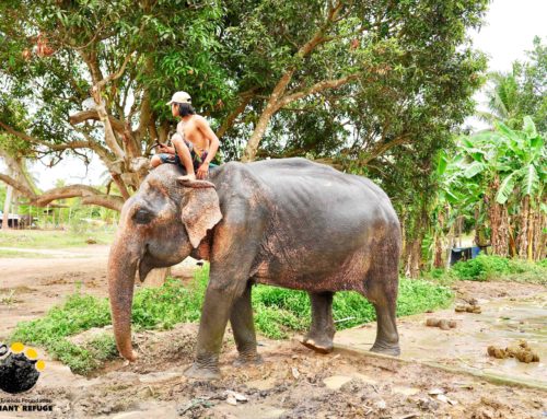 URGENT FUNDRAISING APPEAL – ELEPHANT NEEDS HELP!