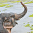 Adopt Alicia at Thai Elephant Refuge