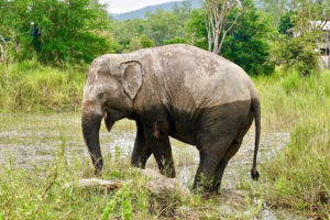 Adopt BoonDee at Thai Elephant Refuge