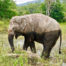 Adopt BoonDee at Thai Elephant Refuge