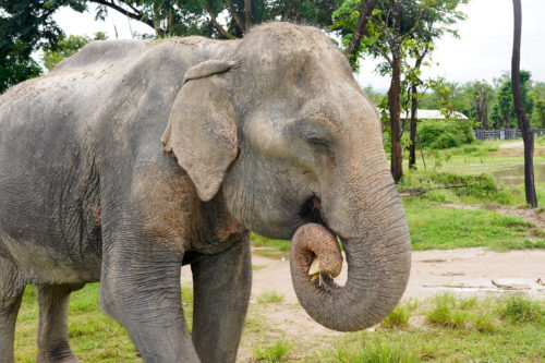 Adopt JumNong at Thai Elephant Refuge