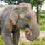 Adopt JumNong at Thai Elephant Refuge