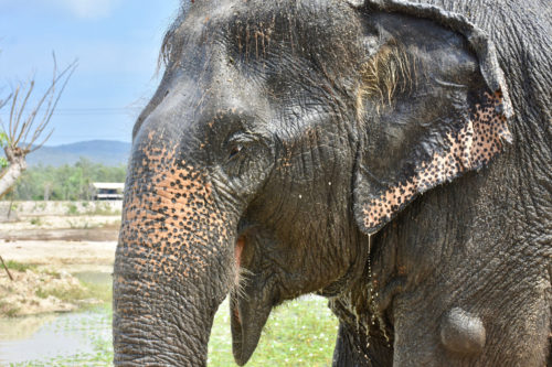 Adopt MeeChai at Thai Elephant Refuge