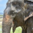 Adopt MeeChai at Thai Elephant Refuge