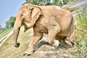 Adopt PoomPuang at Thai Elephant Refuge