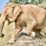 Adopt PoomPuang at Thai Elephant Refuge