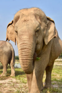 Adopt ThongMa at Thai Elephant Refuge