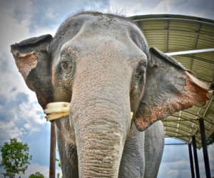 Adopt ThongPoon at Thai Elephant Refuge