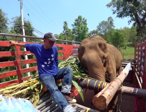 Rescue Appeal – Elephant – Mae Phor