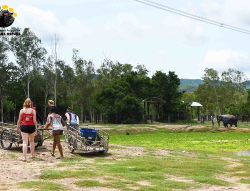 Cleaning Lake for Boon Dee